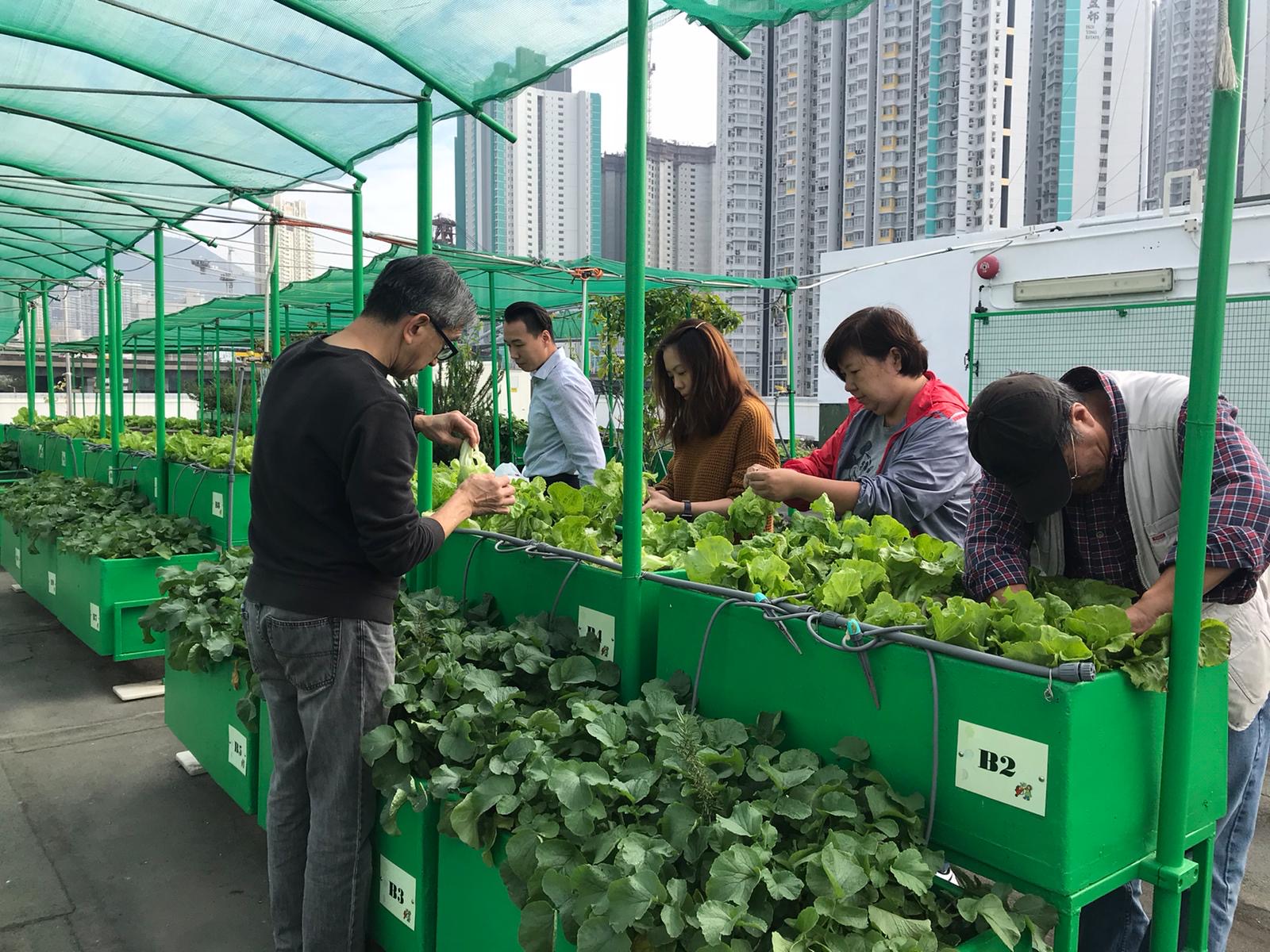 Roof Garden